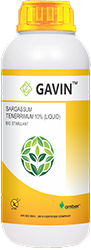 Gavin